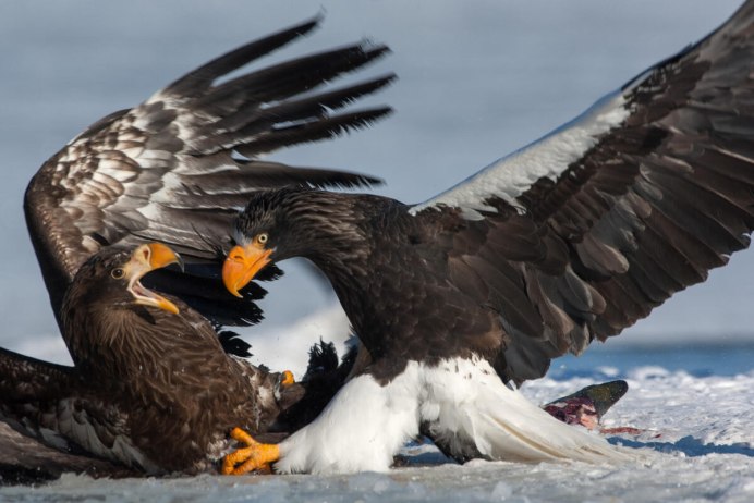 Орел и Коршун