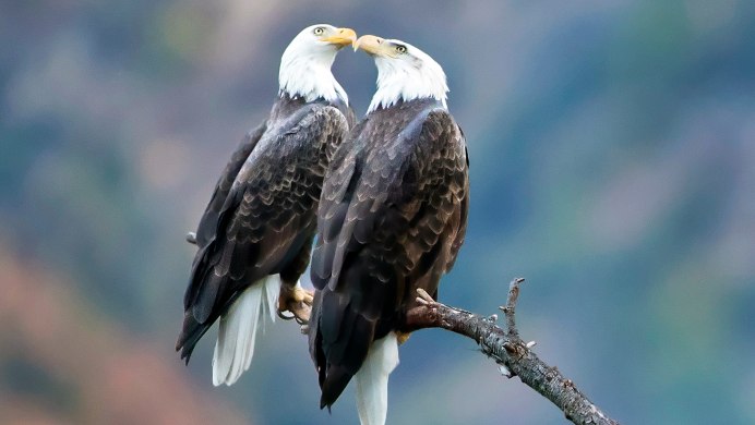 Орлан белохвост и белоголовый Орлан