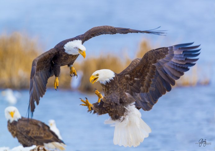 Орлан Орел Коршун