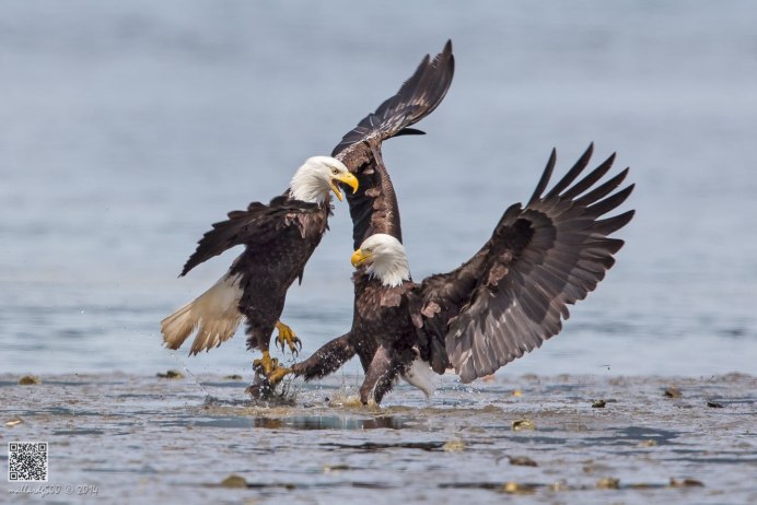 Императорский Орел могильник