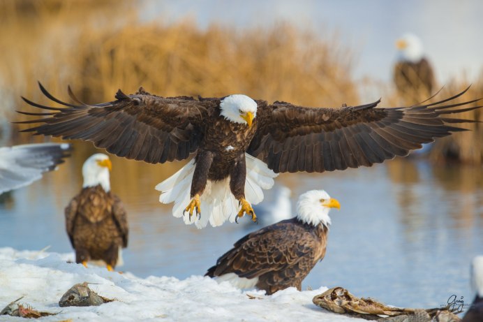 Степной Орел самка и самец