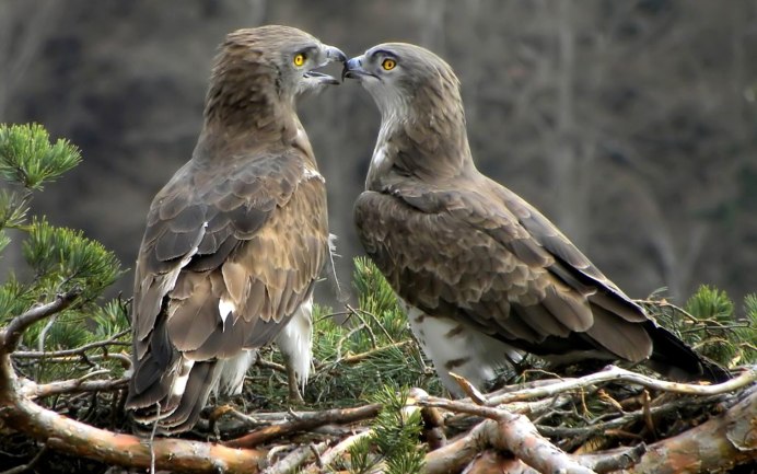 Бурый Змееяд