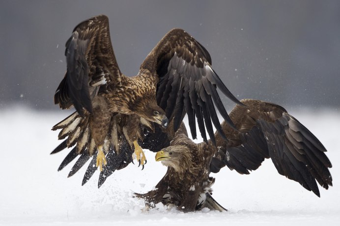 "Белоголовый Орлан"