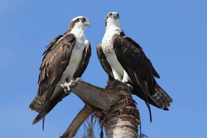 Орлица самка орла