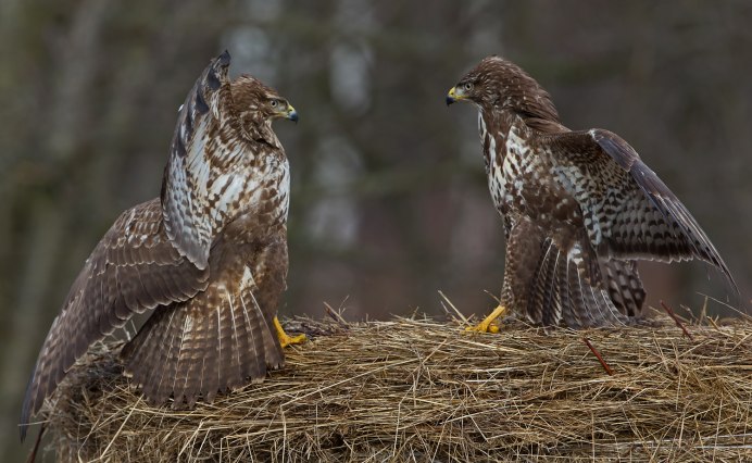 Орлан Орел Коршун