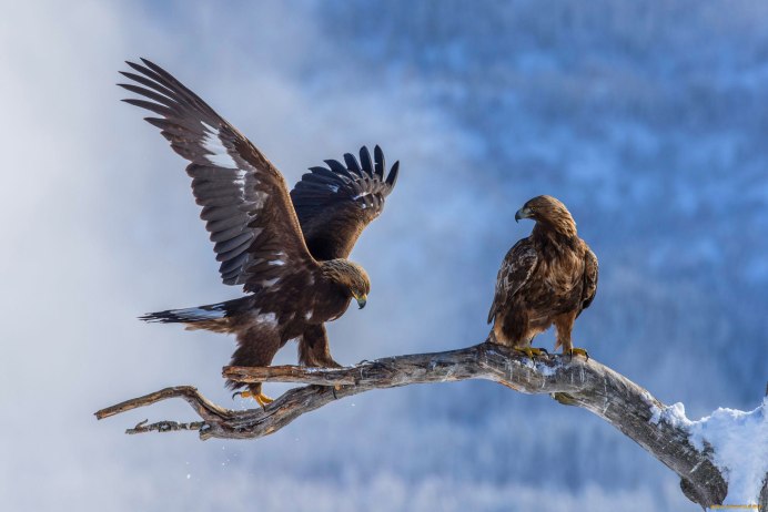 Степной Орел в Евразии