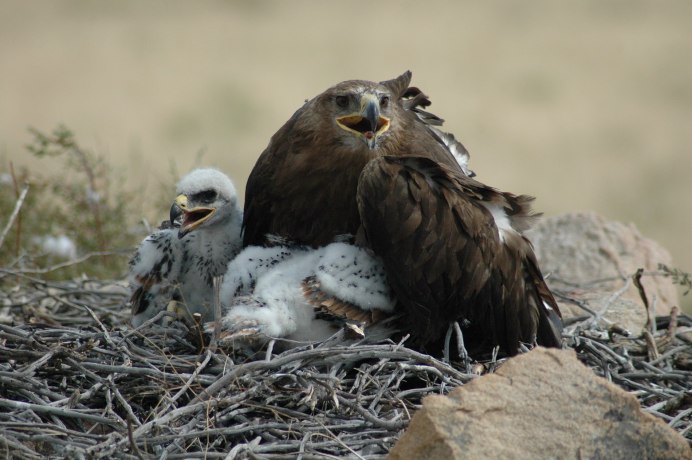 Скопа птица
