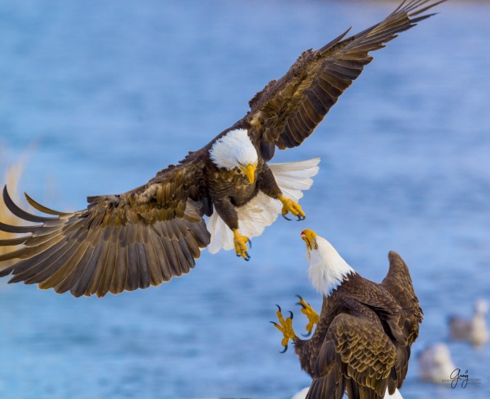 Золотистый Беркут