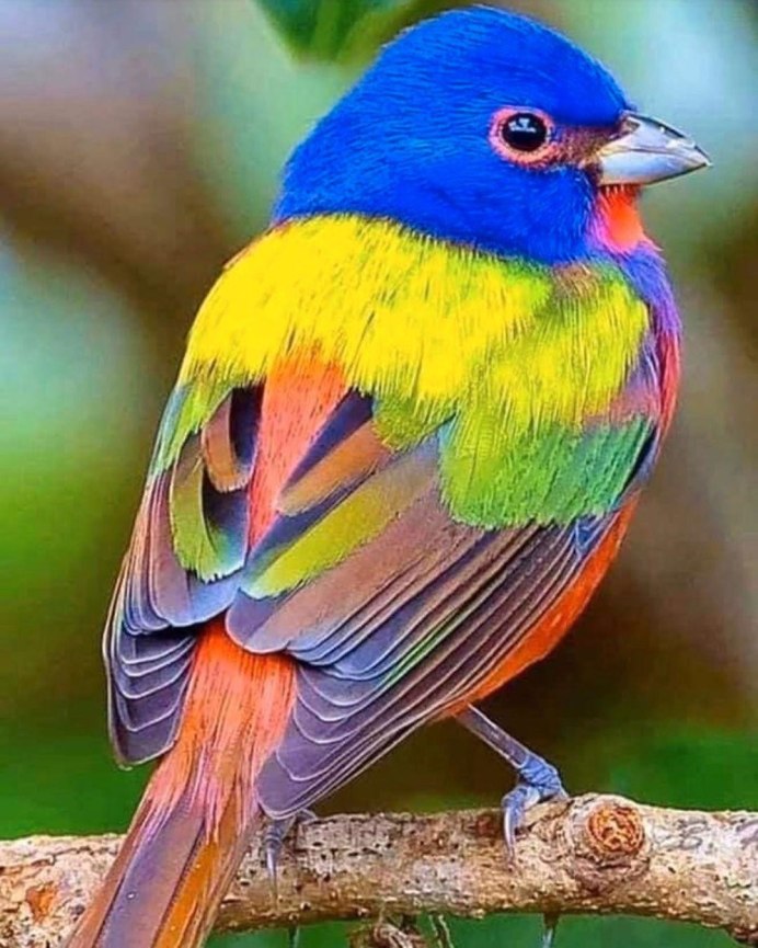 Lady Gouldian Finch