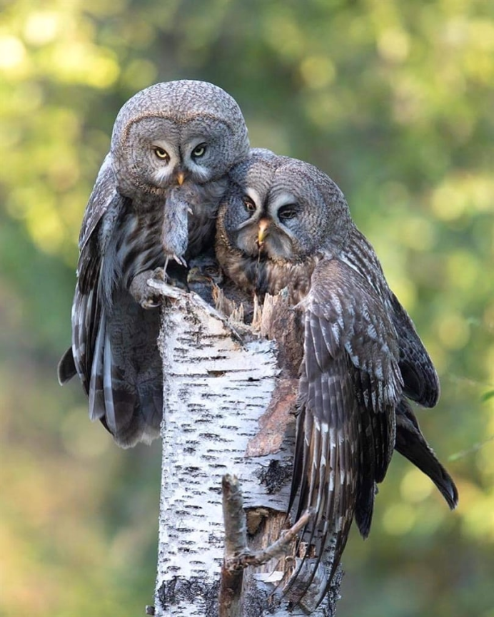 Сыч мохноногий (Aegolius funerсова ушастая (ASIO Otus)eus)