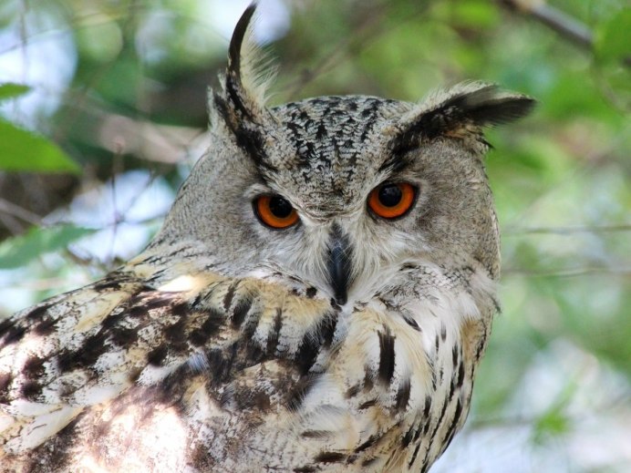Филин Bubo Bubo