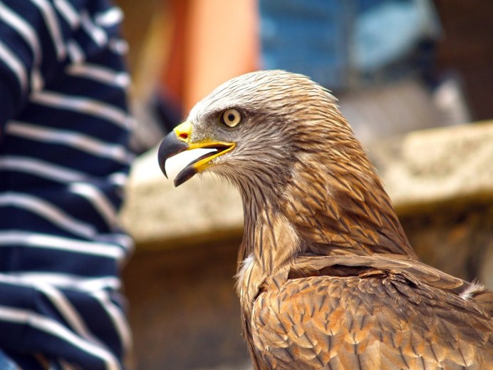 Legend of the Red Falcon