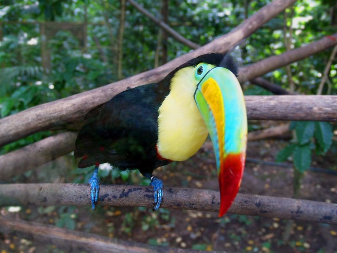 Сельва Амазон птица