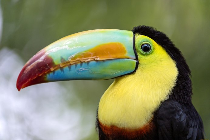 Тукан птица