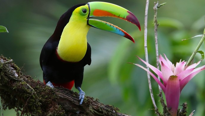 Венесуэла Тукан