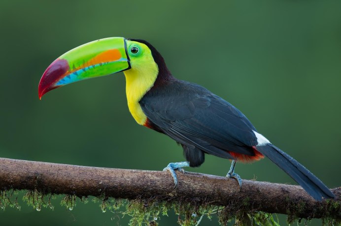 Радужный Тукан Египет