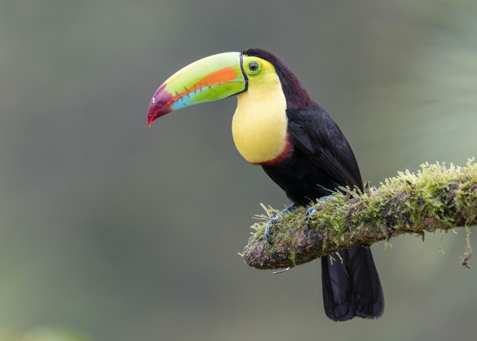 Африканский попугай Тукан