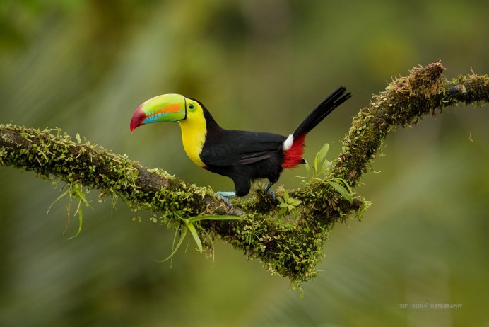 Тукан-Ариель, черноклювый (Ramphastos vitellinus)