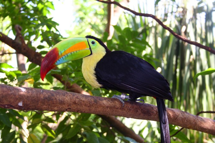 Королевский Тукан