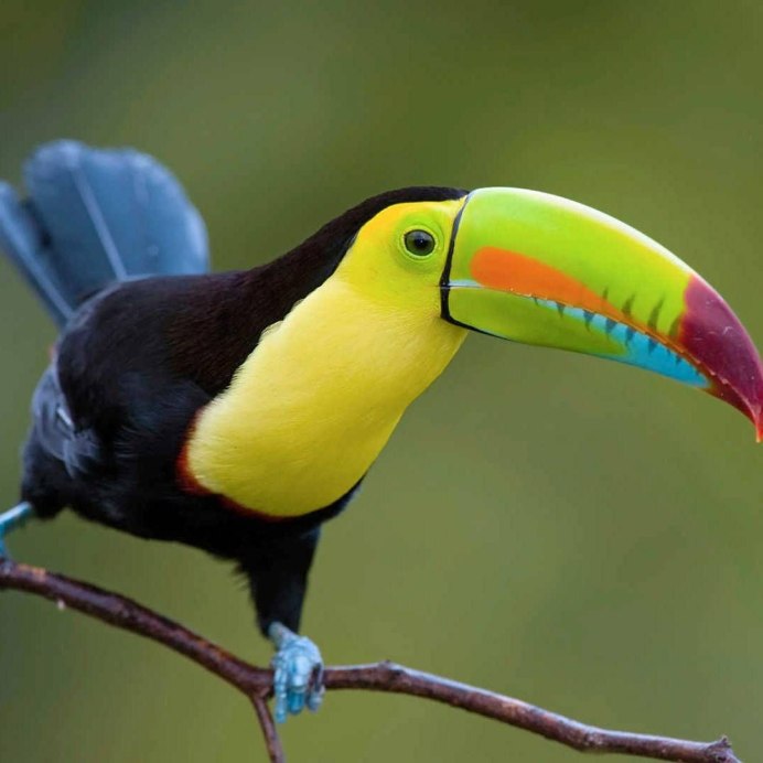 Туканы тропического леса