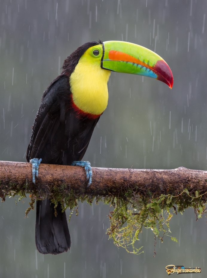 Тукан и Какаду