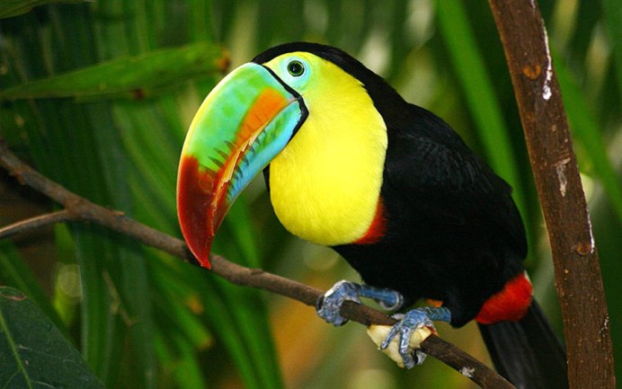 Красноклювый Тукан