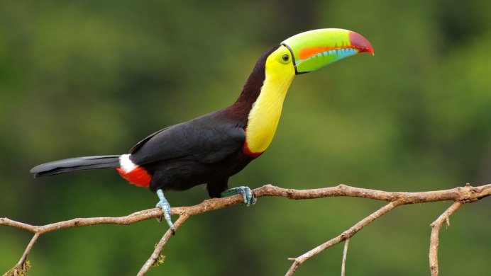 Сельва туканы