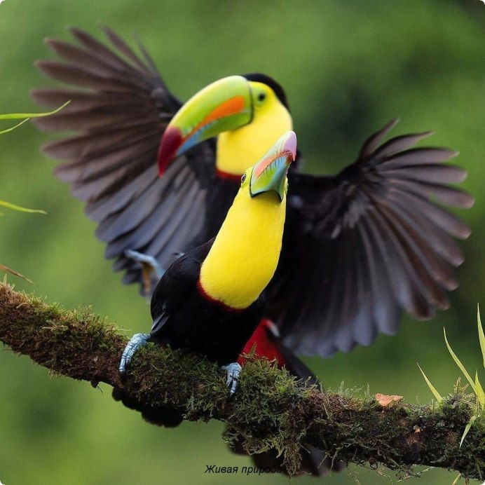 Желтогорлый Тукан