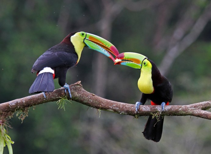 Амазонская Сельва Тукан