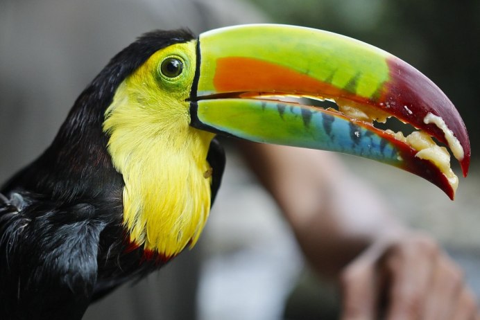 Огнеклювый Тукан