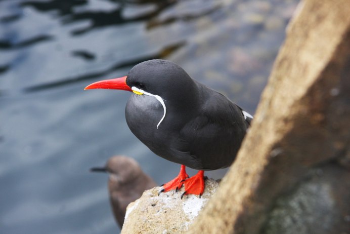 Puffins тупики птицы