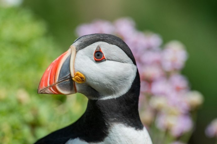 Кулик-сорока Haematopus ostralegus