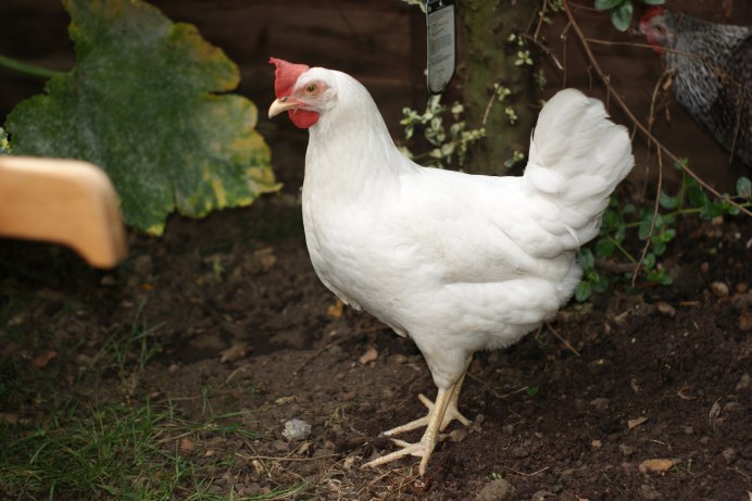 Chicken Price increase