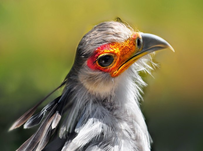 Тетерев шалфейный (Centrocercus urophasianus)