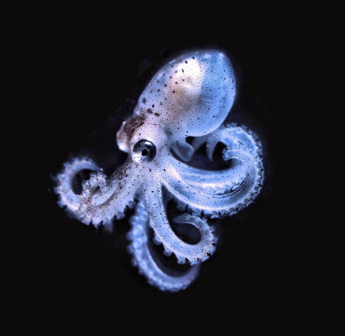 Биолюминесцентный осьминог / stauroteuthis syrtensis