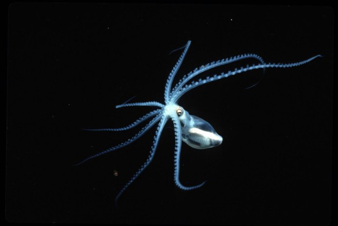 Осьминог Vitreledonella Richardi