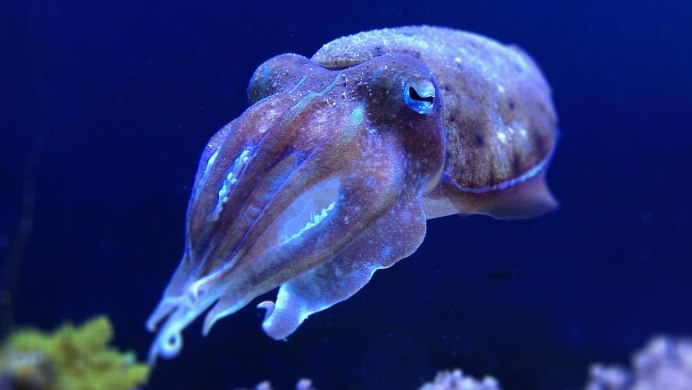 Тихоокеанский кальмар (todarodes pacificus)