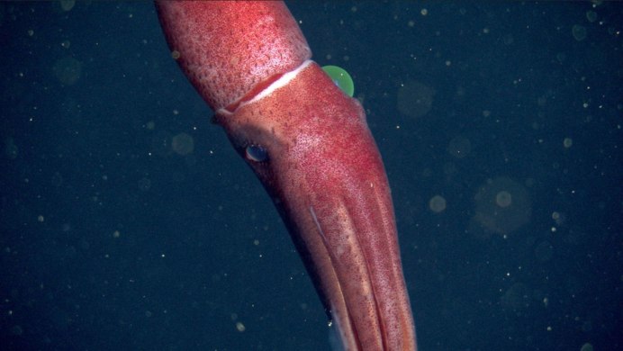 Squid логотип