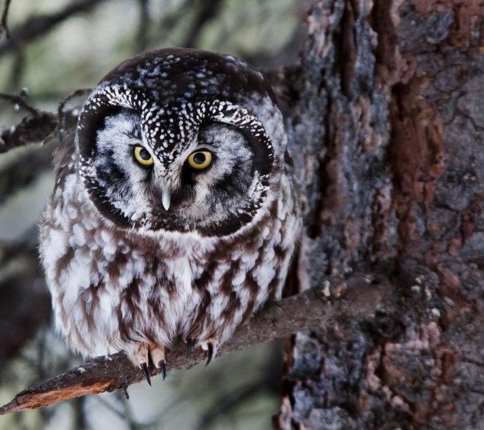 Сыч мохноногий (Aegolius funerсова ушастая (ASIO Otus)eus)