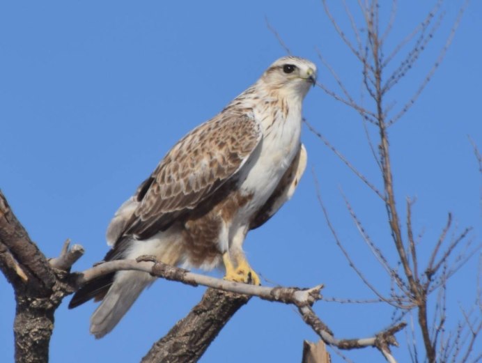 Мохноногий курганник (Buteo hemilasius