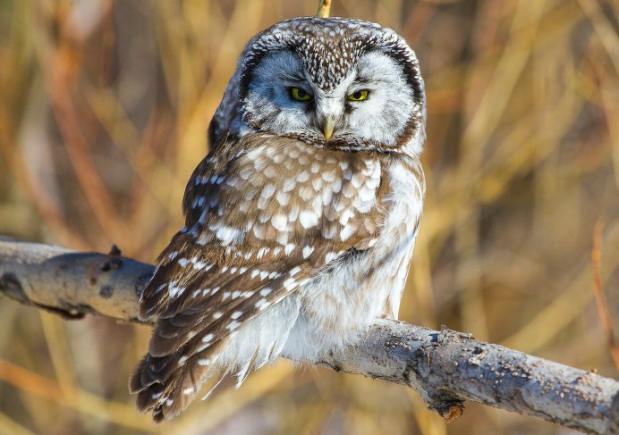 Мохноногий курганник (Buteo hemilasius