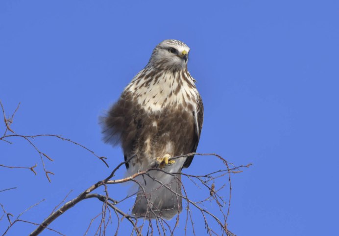 Зимняк (Buteo lagopus)