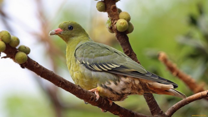 Treron calvus
