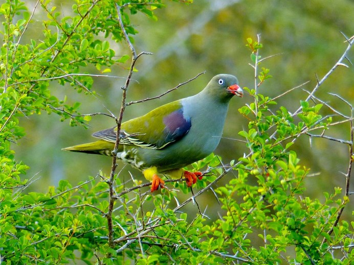 Treron calvus