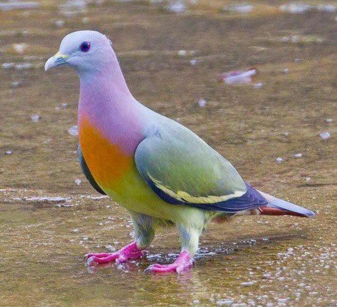 Treron calvus