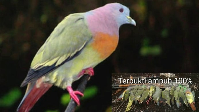Treron calvus