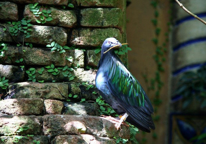 Ptilinopus porphyreus