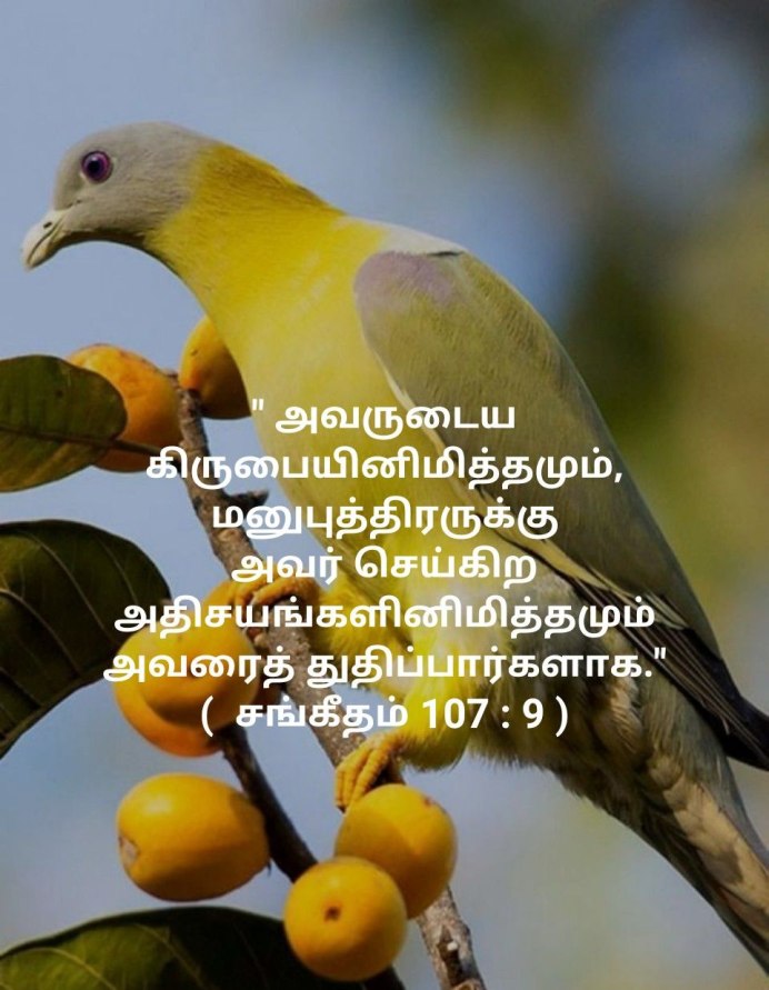 Japanese Green Pigeon