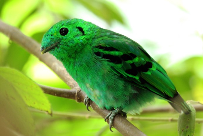 Ptilinopus solomonensis