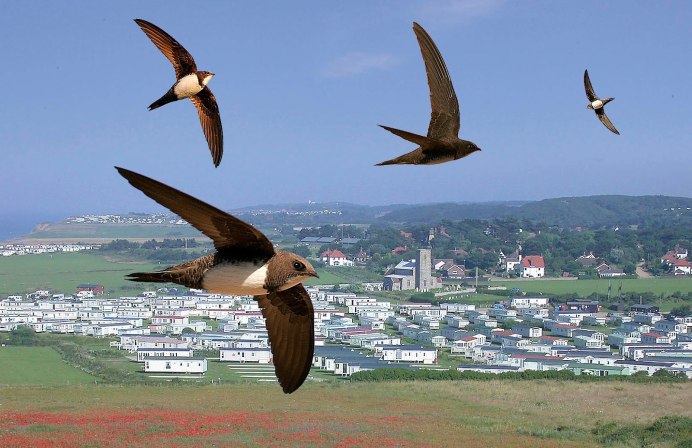 Ласточка городская (Delichon urbicum)